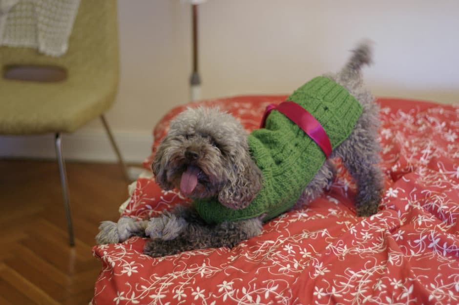 A Poodle For Xmas